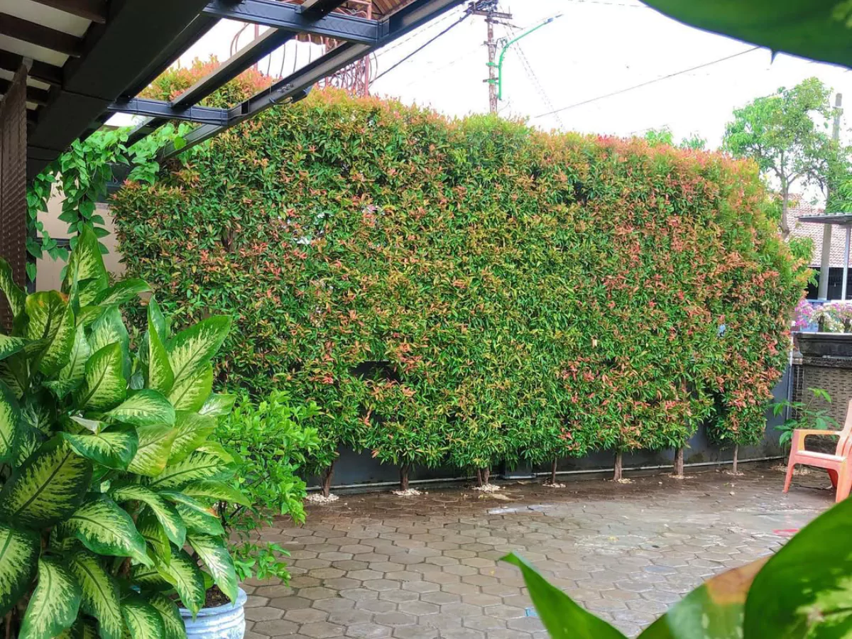 Beberapa tanaman pucuk merah tinggi yang dibentuk menjadi pagar alami.