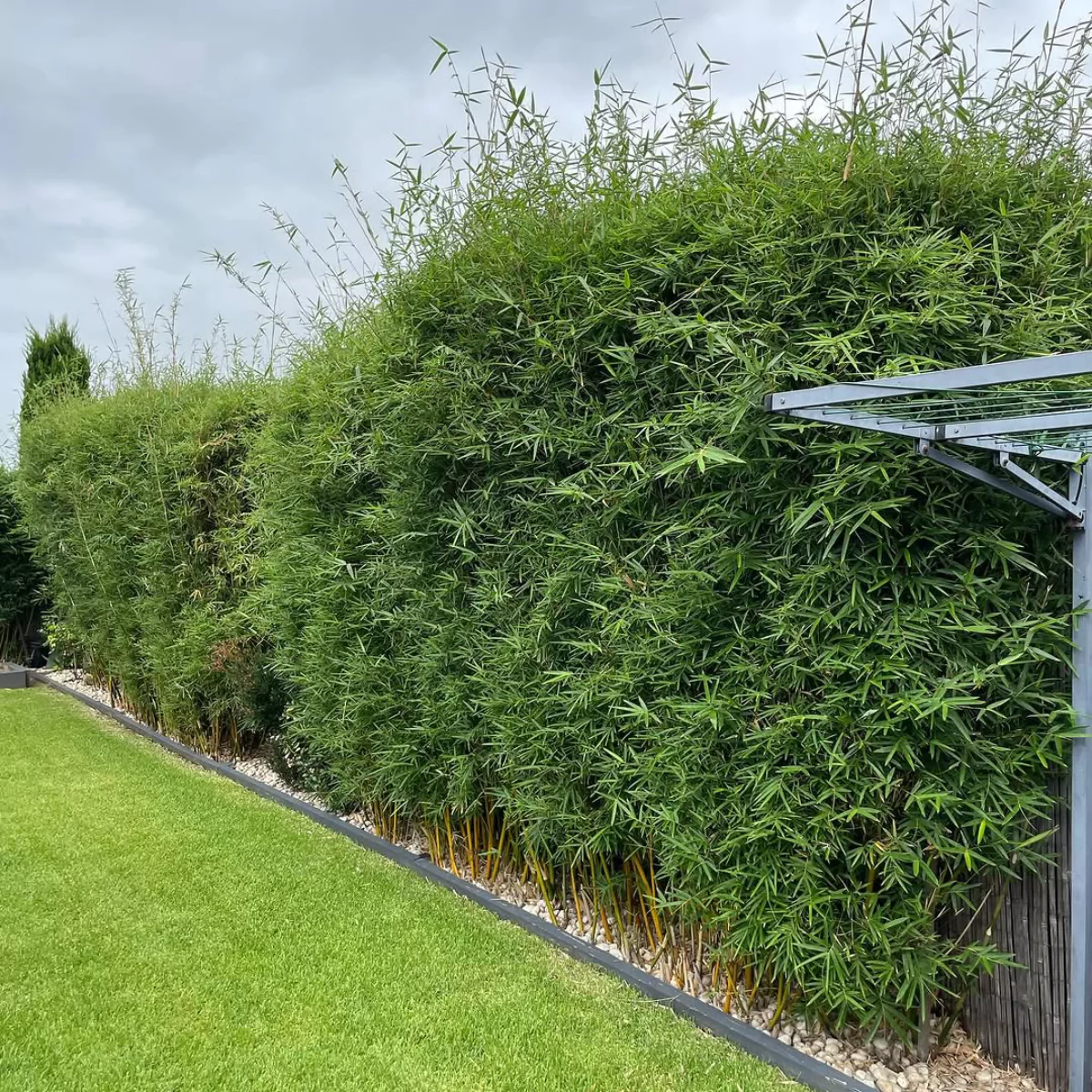 Tanaman bambu hias yang rimbun dijadikan pagar alami.