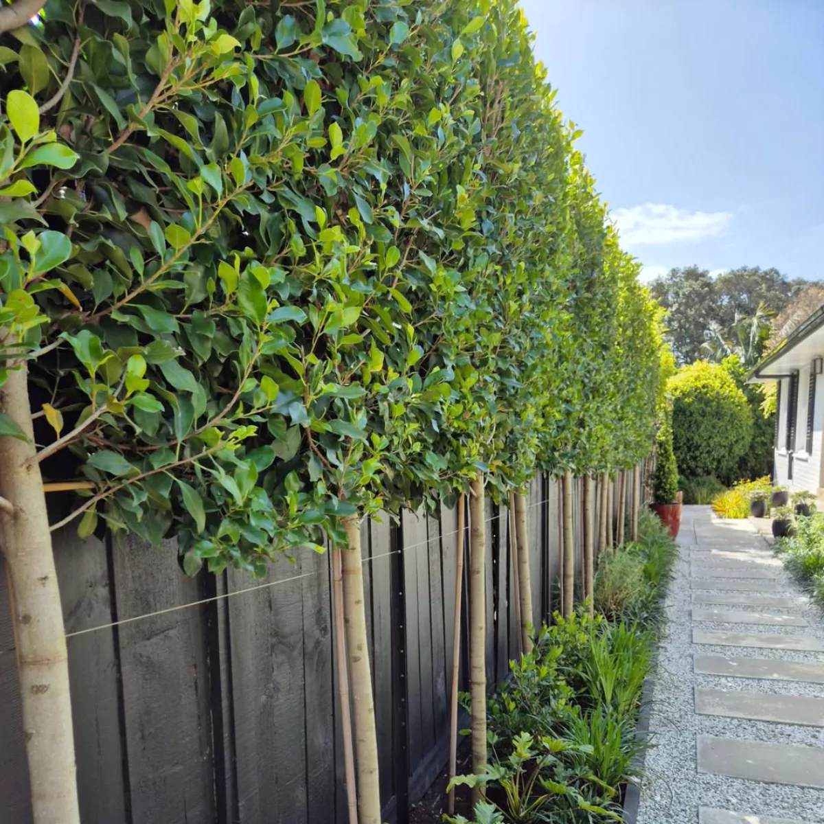 Tanaman teh-tehan yang menghiasi dinding pagar.