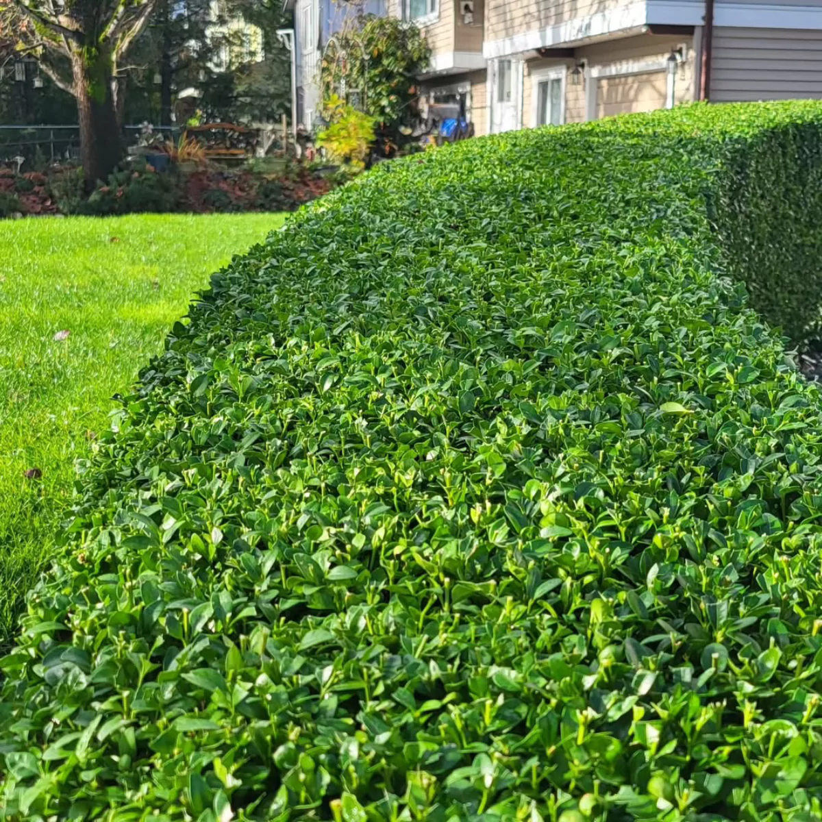 Tanaman boxwood yang dipangkas rapi dijadikan pagar pembatas alami.