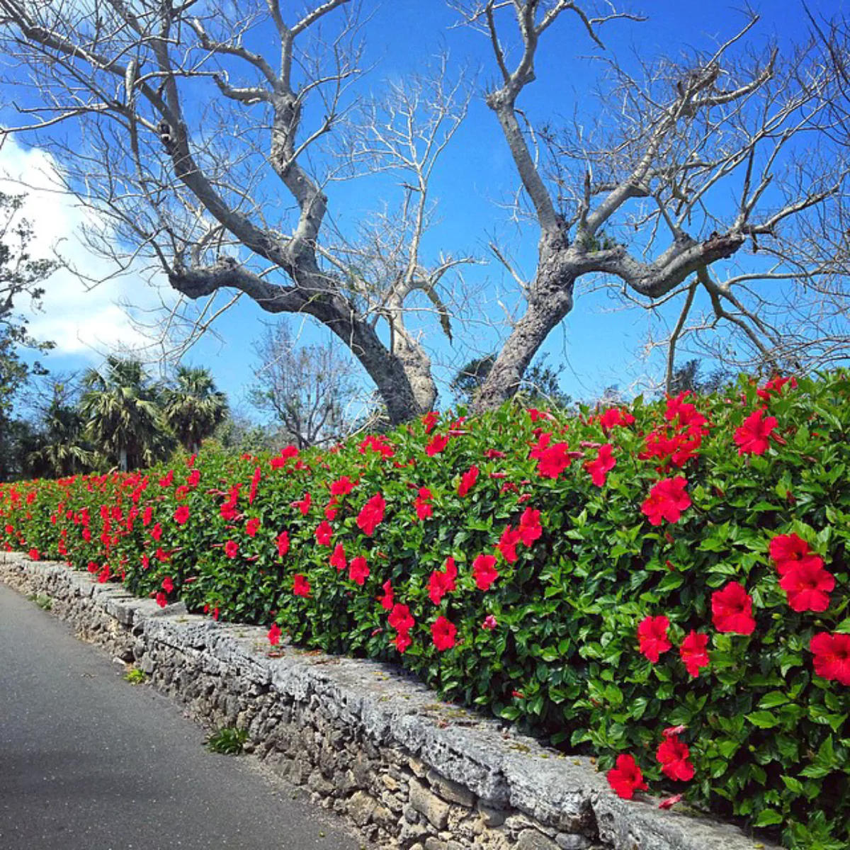 Tanaman hibiscus dengan bunga merah yang dijadikan pagar pembatas jalan.