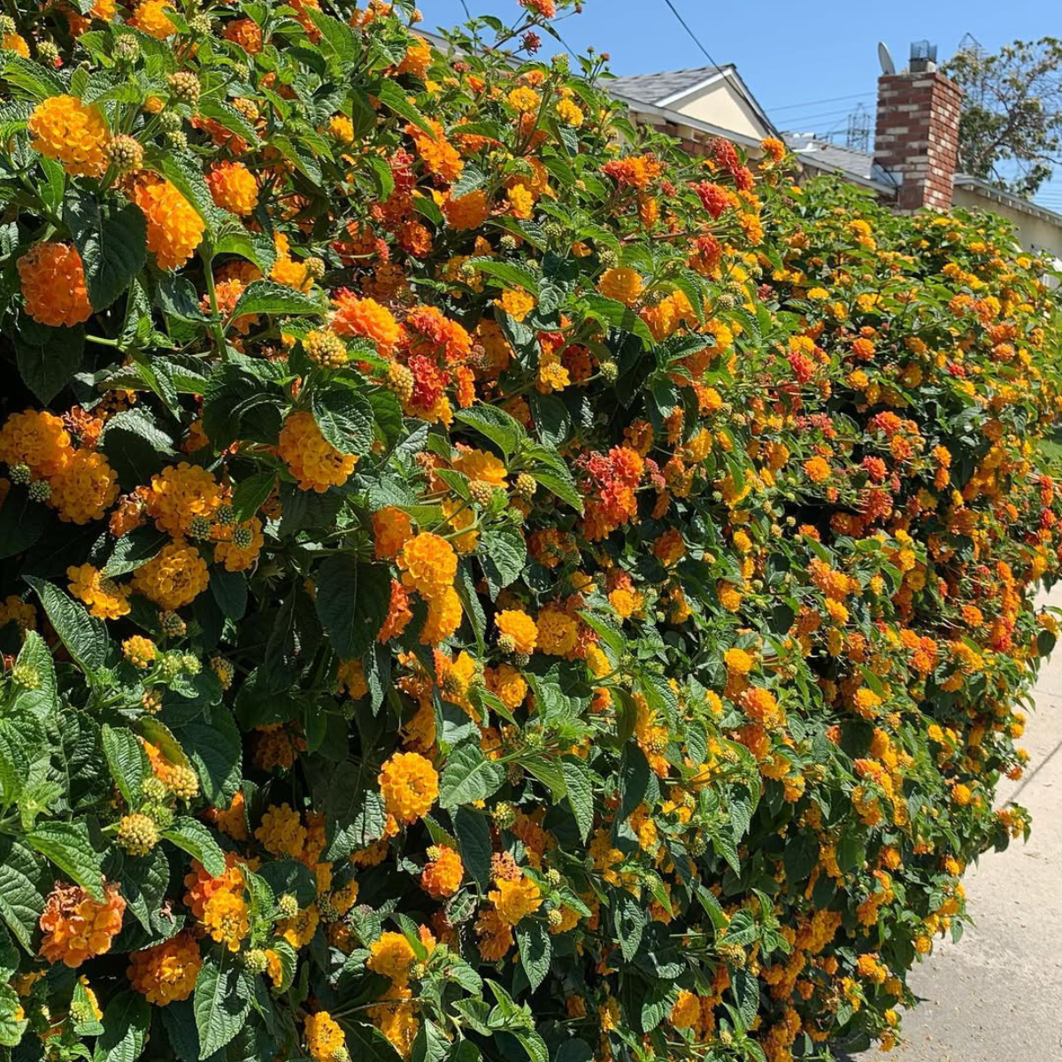 Tanaman lantana rimbun yang mencover tembok halaman rumah.