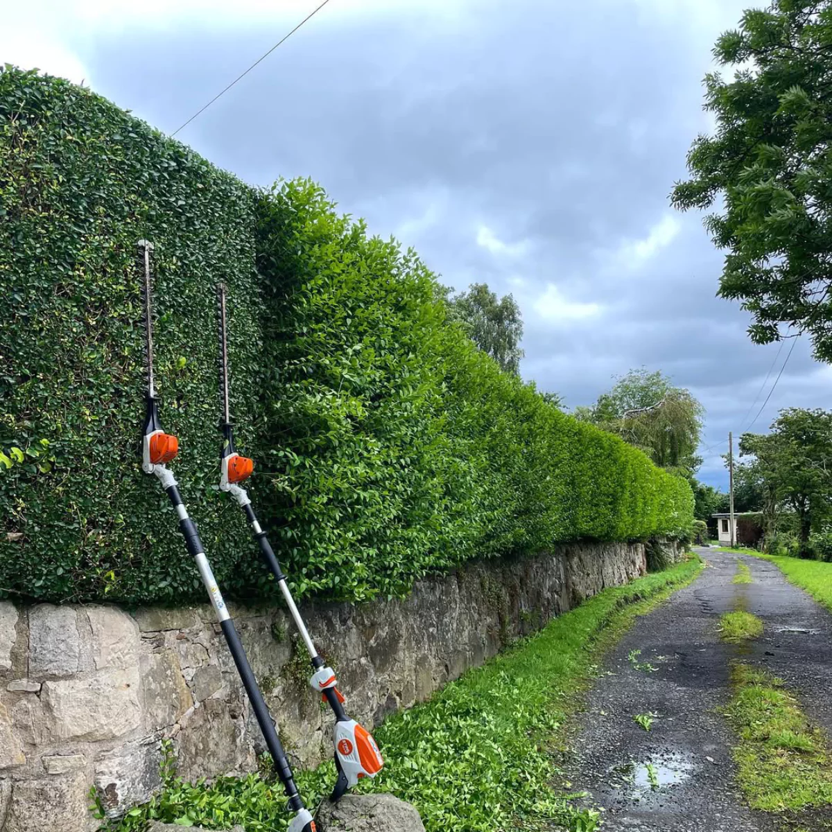 Tanaman pagar ligustrum yang sedang dipangkas.