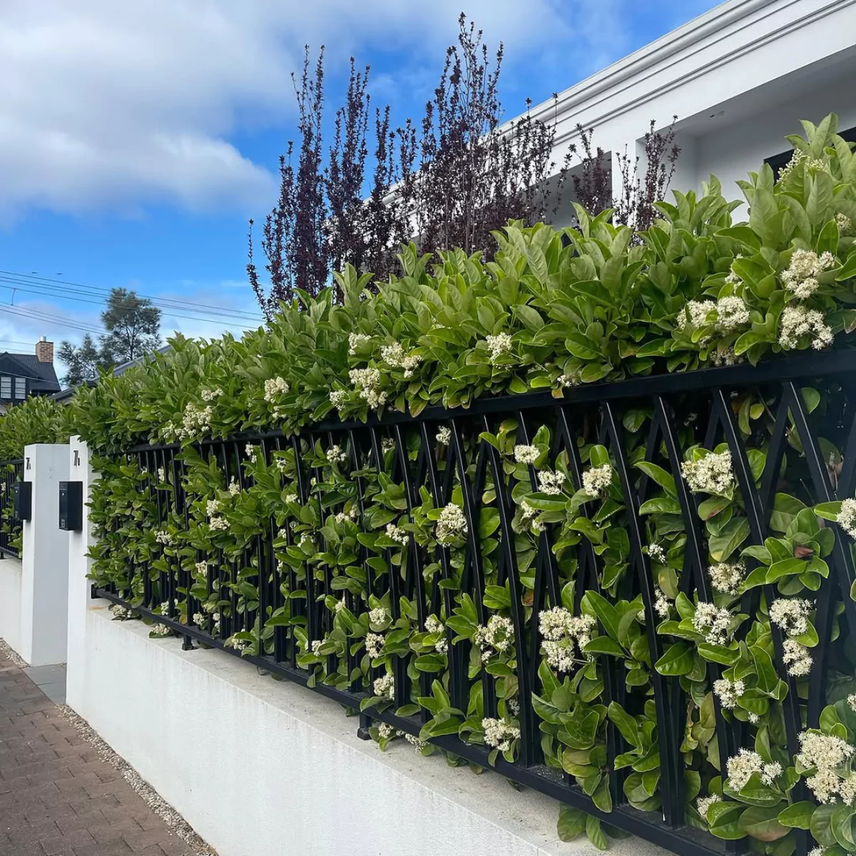 Tanaman pagar viburnum manis yang menghiasi pagar tembok.