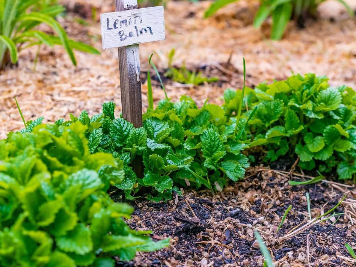 Tanaman lemon balm dengan papan nama.