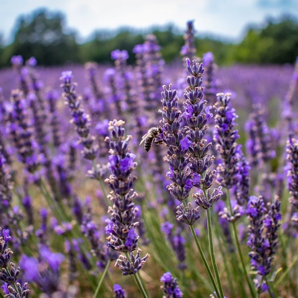 Bunga lavender pengusir nyamuk.