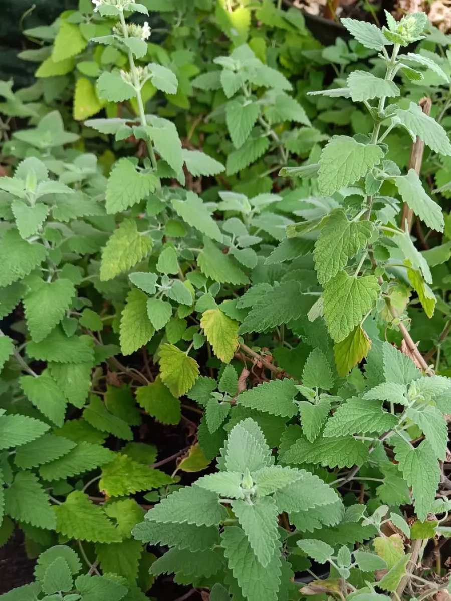 Dedaunan tanaman catnip