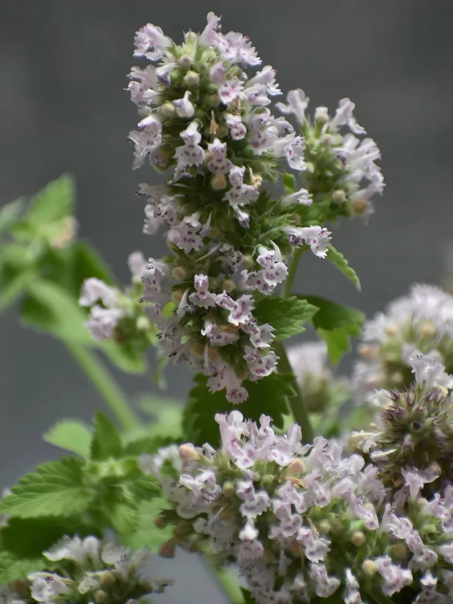 Bunga tanaman catnip.