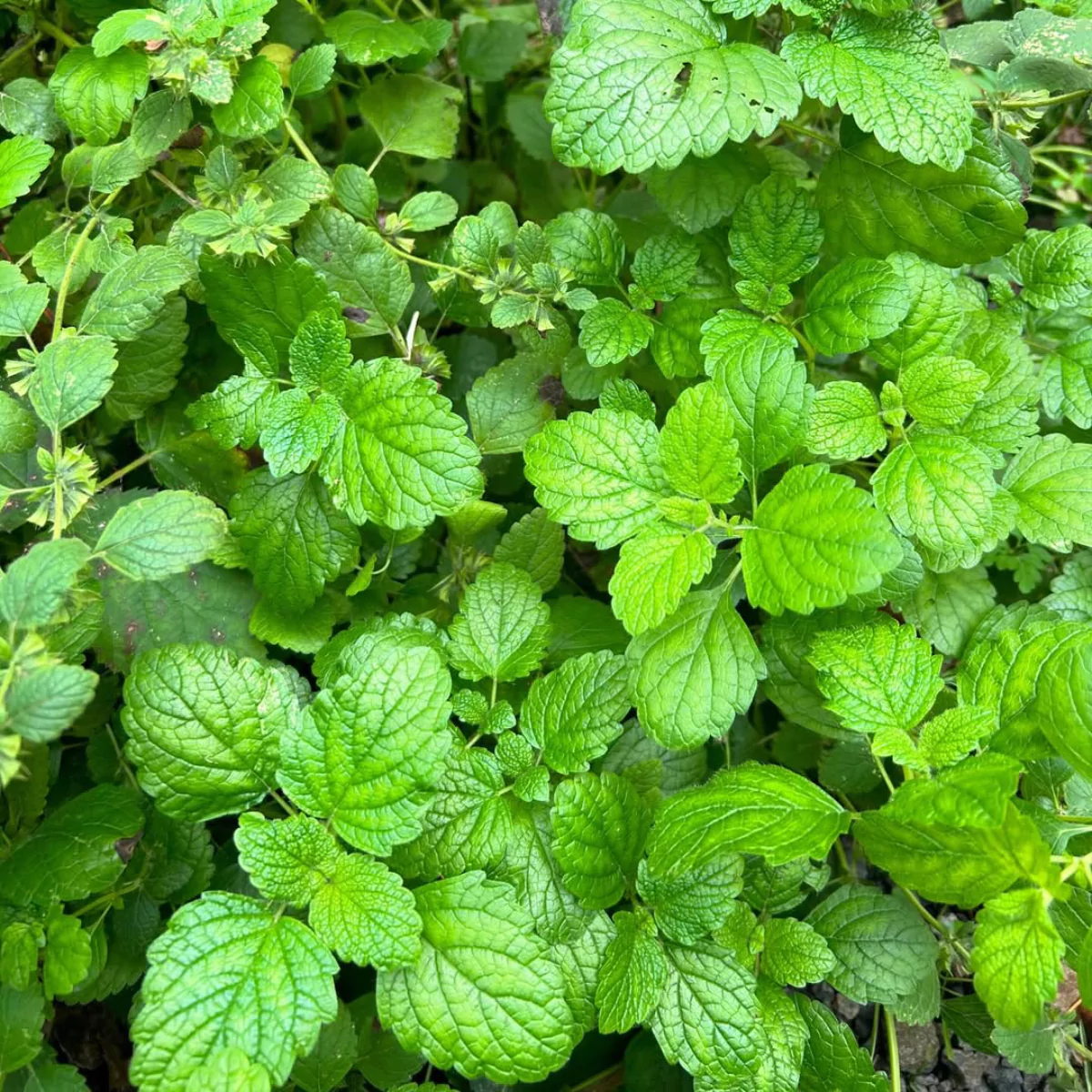 Tanaman lemon balm.