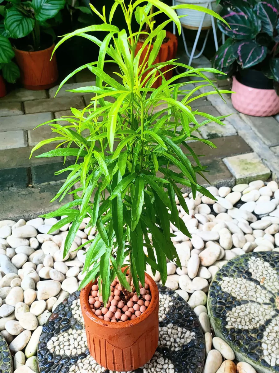 Tanaman zodia didalam pot gerabah.