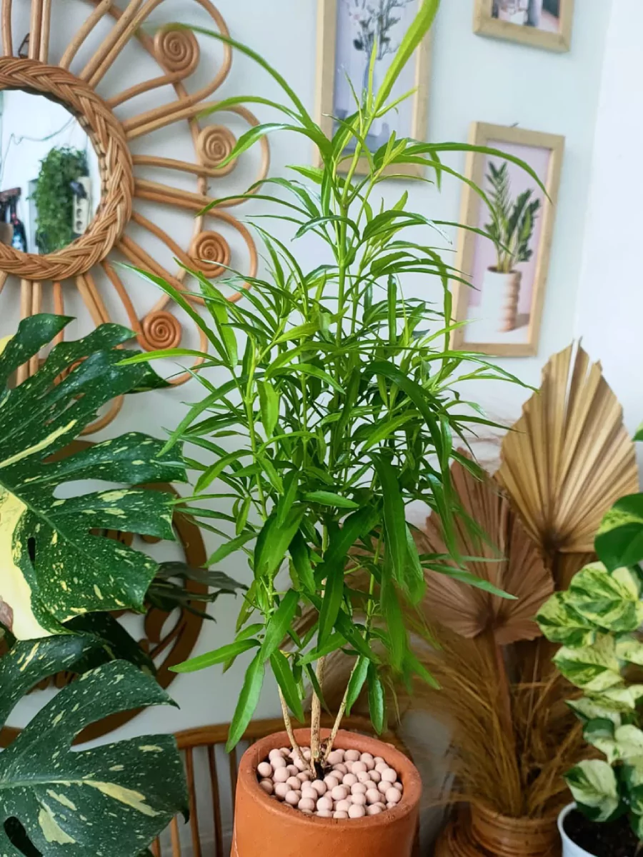 Tanaman zodia didalam pot gerabah.