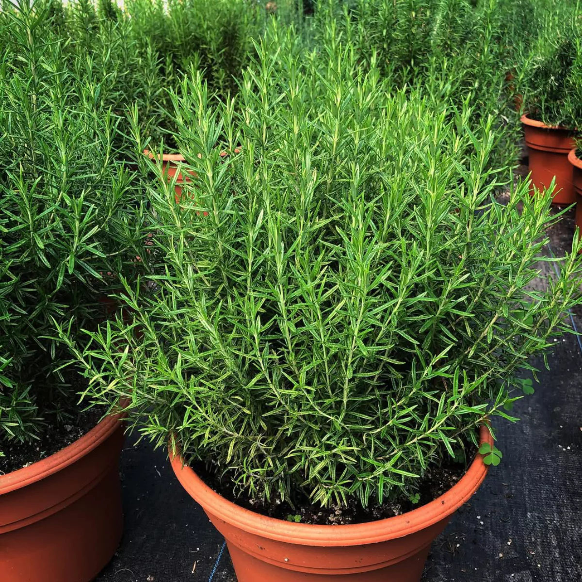 Tanaman rosemary di dalam pot gerabah.