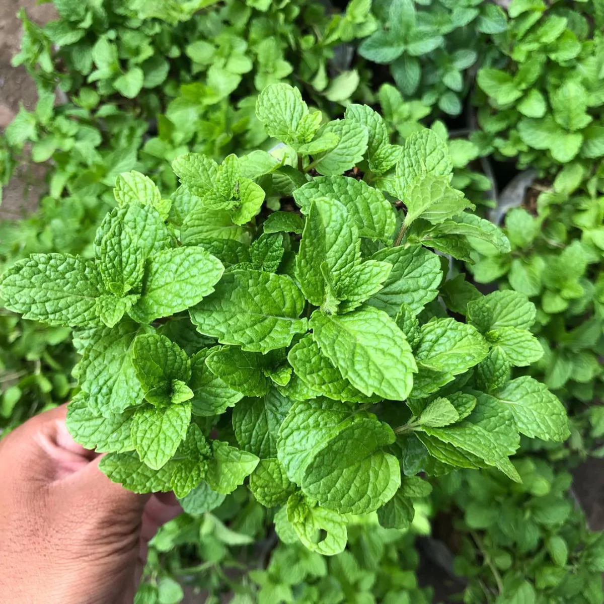 Tanaman daun mint segar yang dipegang.