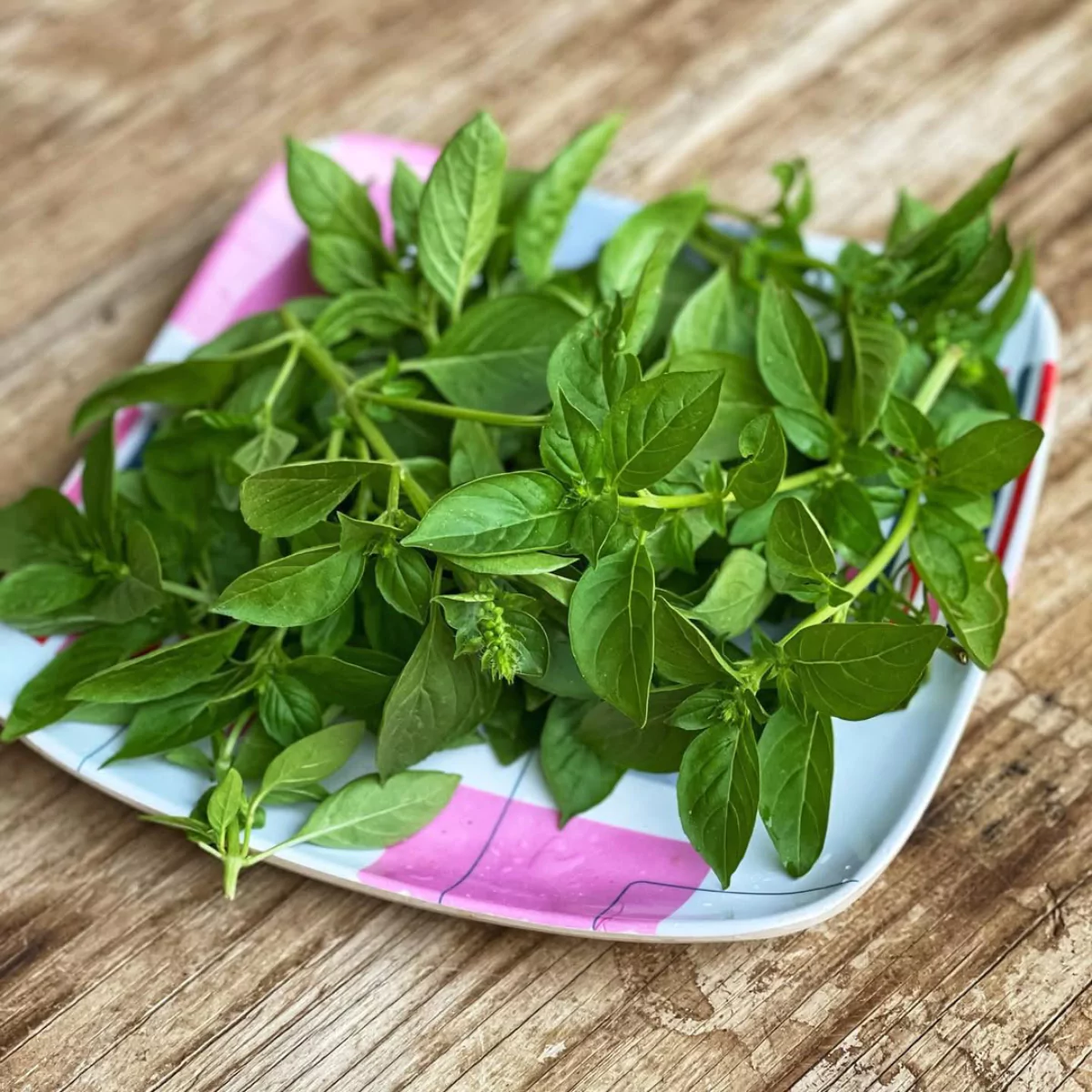 Tanaman kemangi di piring plastik.