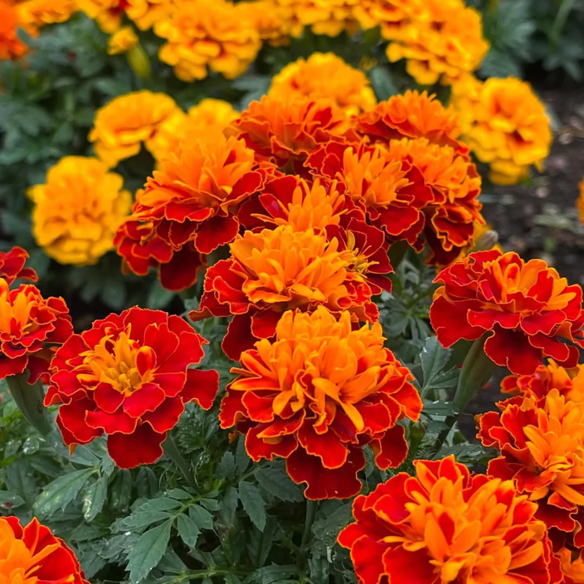 Banyak bunga marigold dengan warna merah dan oranye.