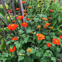 Bunga matahari meksiko dipercaya bisa mengusir tikus.