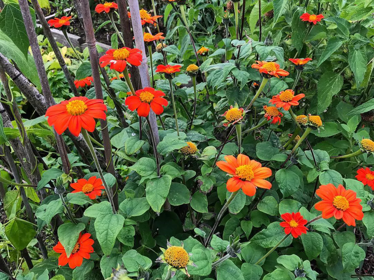 Bunga matahari meksiko dipercaya bisa mengusir tikus.