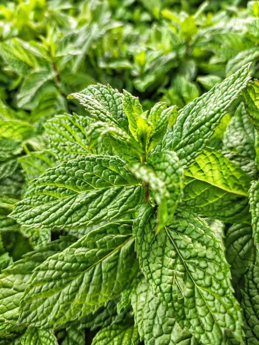 Tanaman spearmint.
