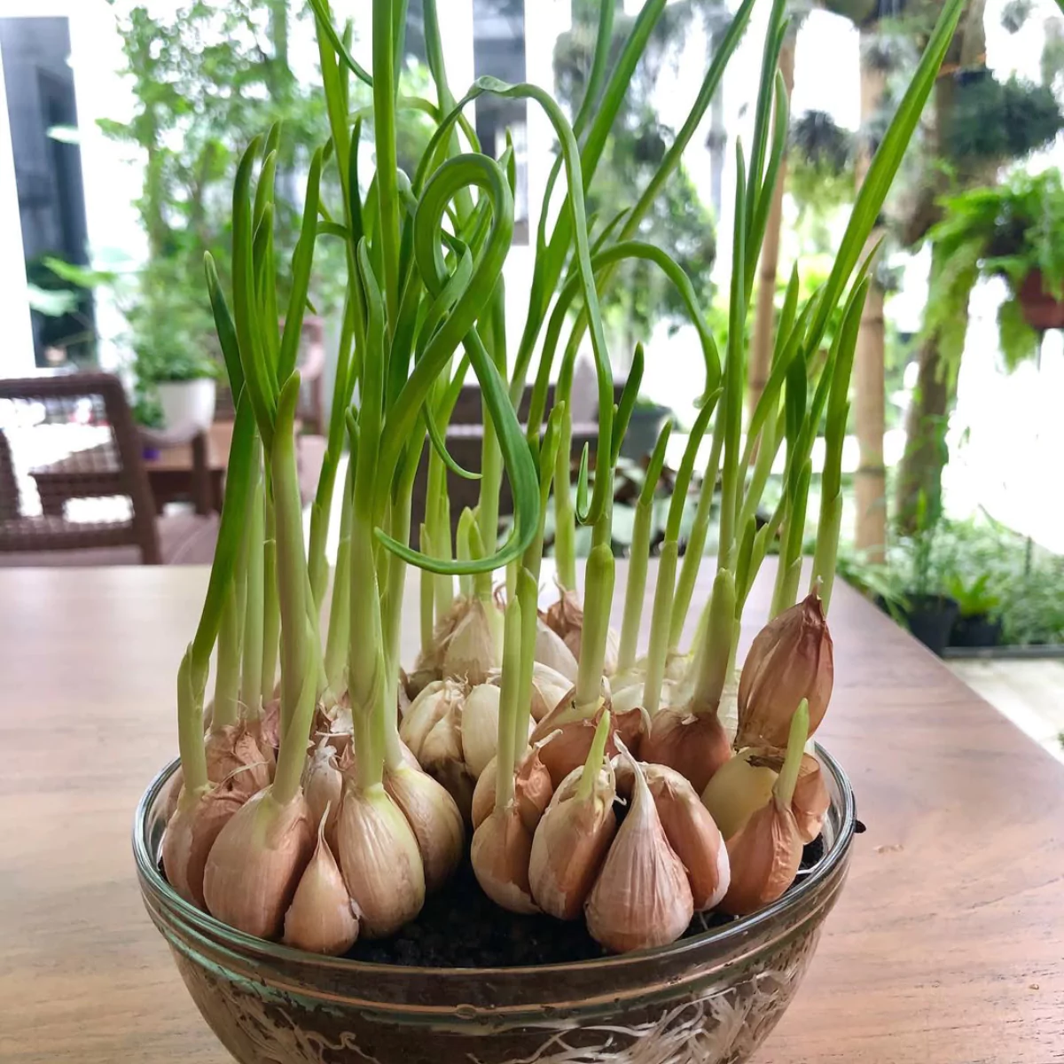 Bawang putih yang ditanamam di mangkok beling transparan.