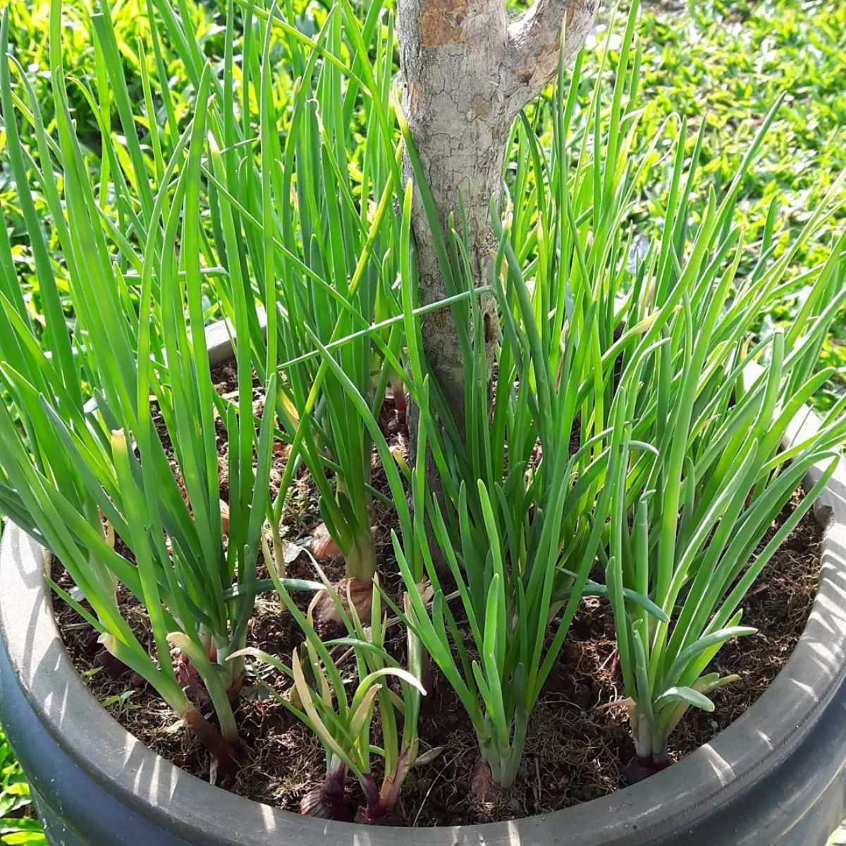 Bawang merah ditanam di pot beton ukuran besar.