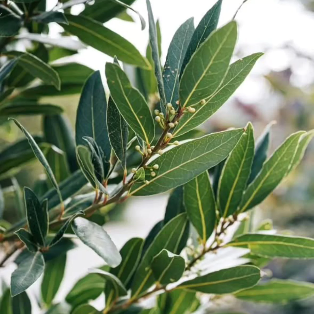 Daun salam di ranting pohon.