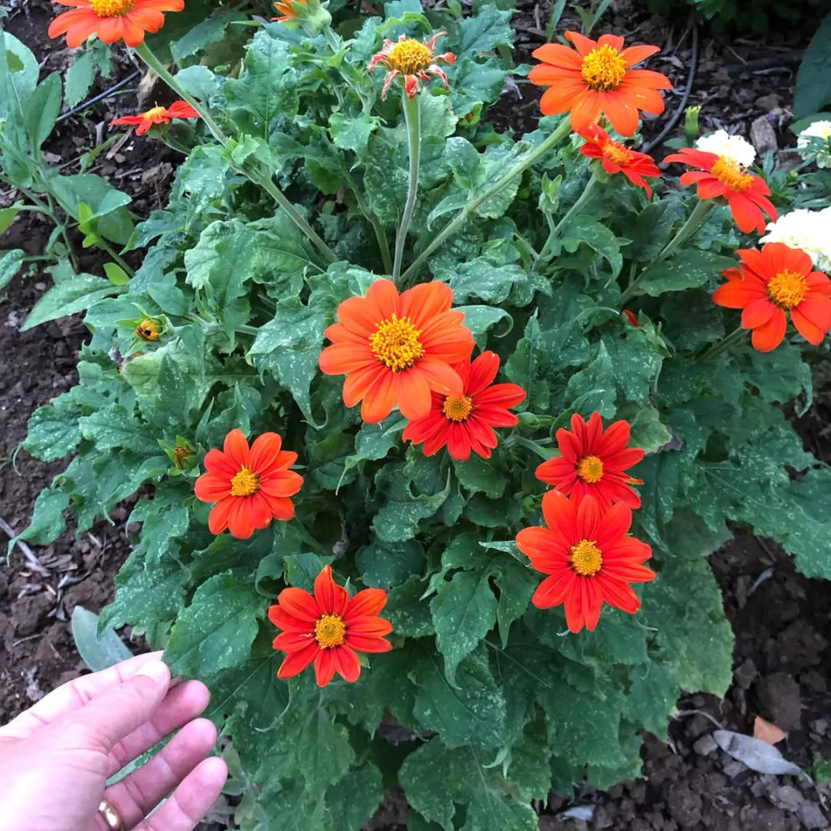 Bunga matahari meksiko warna oranye.