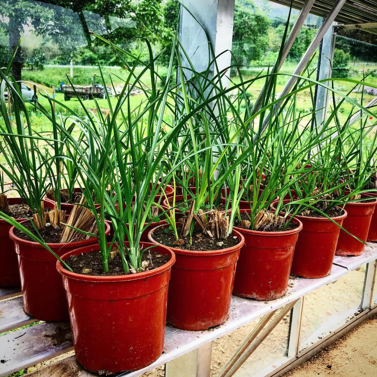 Banyak tanaman akar wangi di pot plastik coklat.