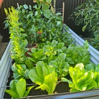 Beragam tanaman sayuran yang ditanamn di dalam kontainer.