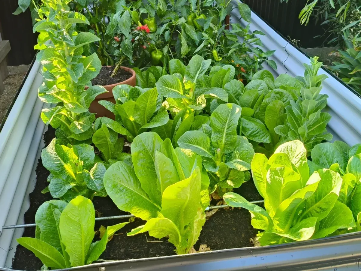 Beragam tanaman sayuran yang ditanamn di dalam kontainer.
