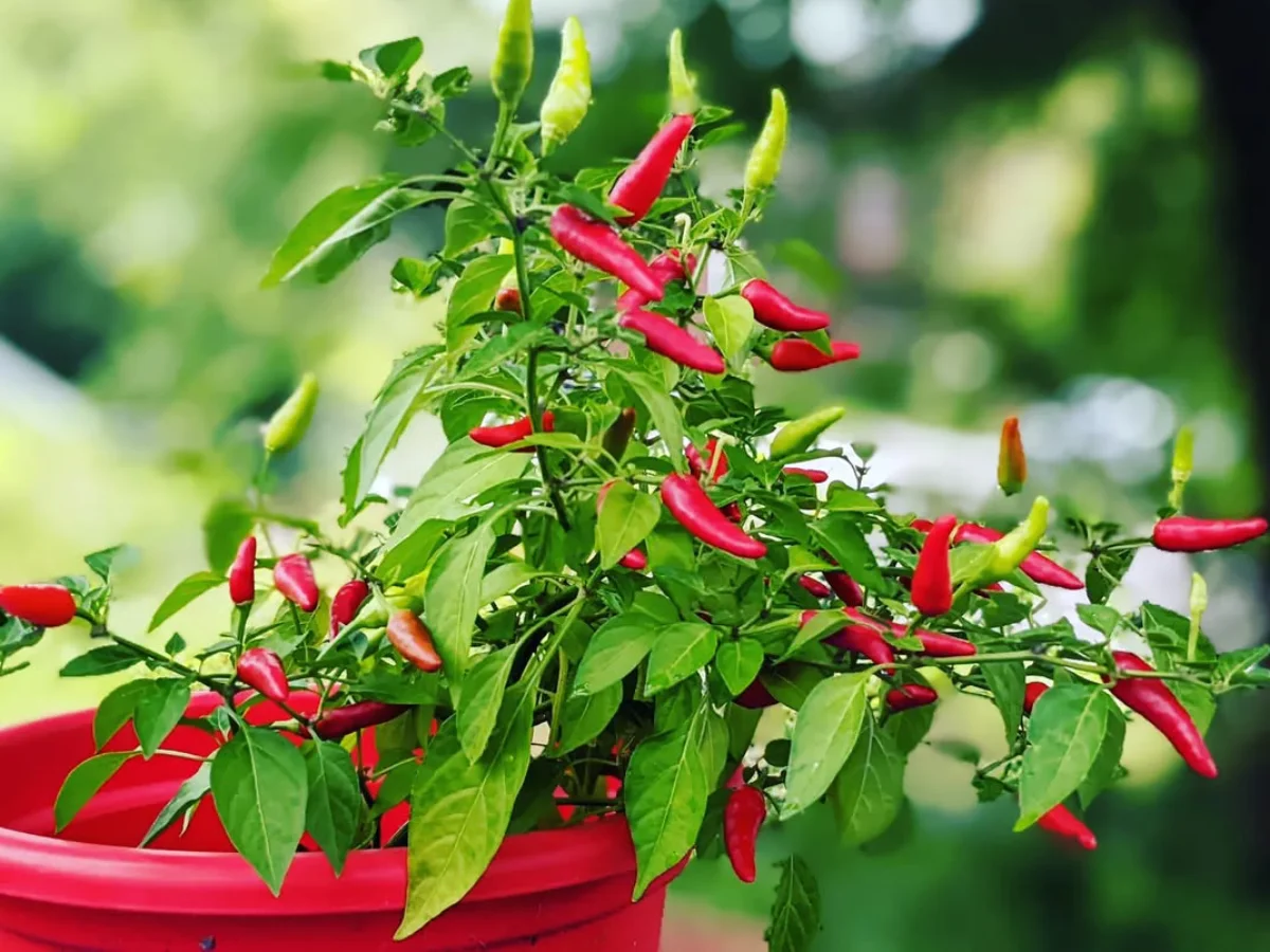 Cabai yang ditanam di pot merah.