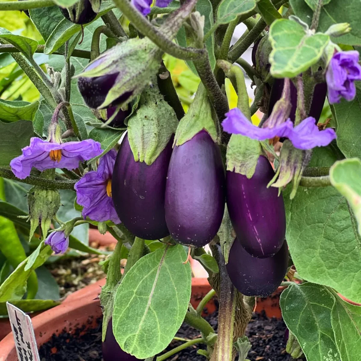 Terong ungu yang ditanam di pot gerabah.