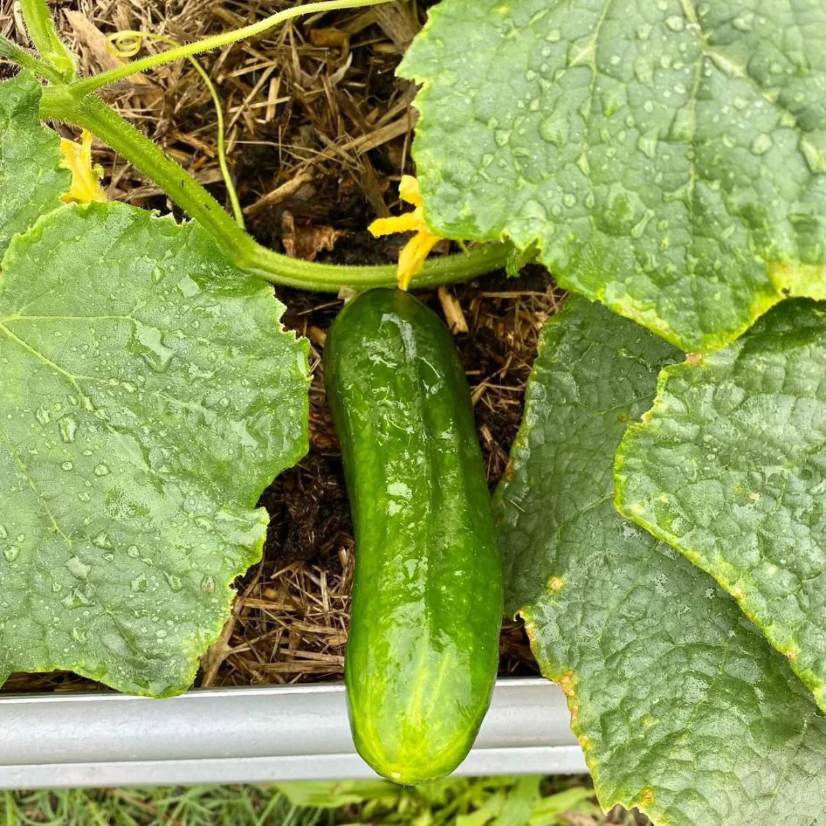 Timun hijau tanpa garis.