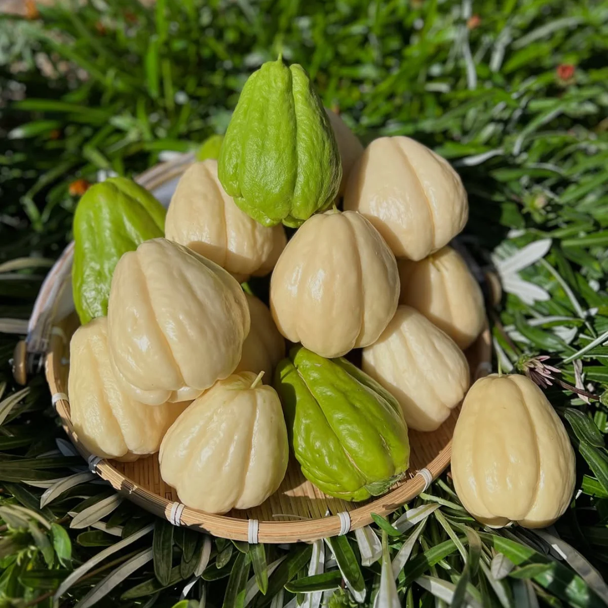 Labu siam warna hijau dan putih.