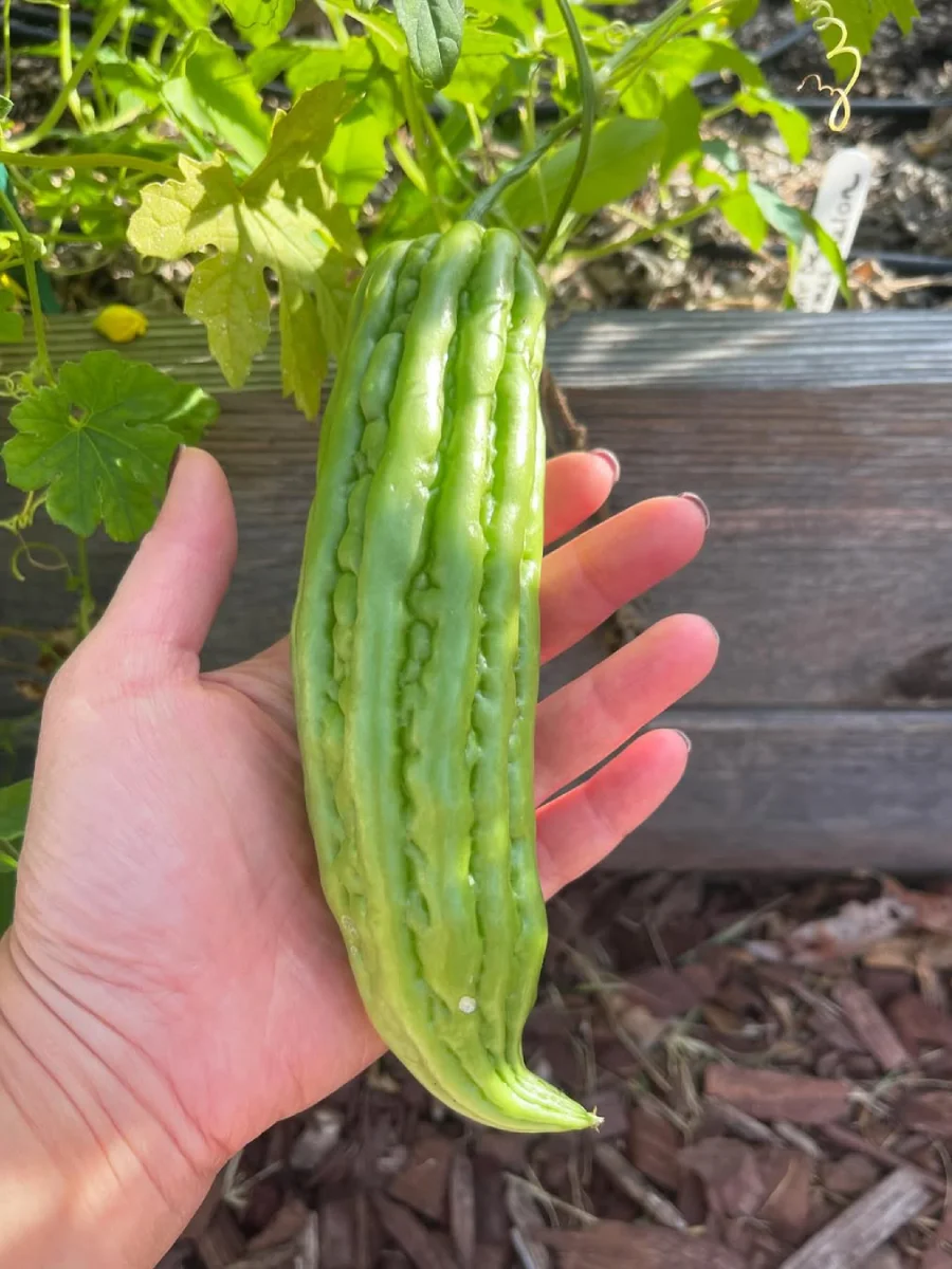 Sayur pare yang dipegang.