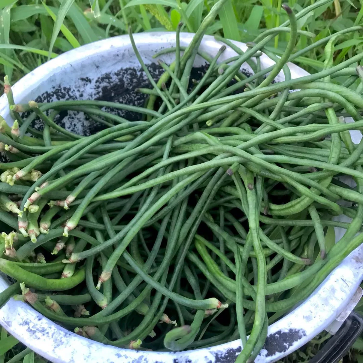Sayur kacang panjang di dalam pot putih.
