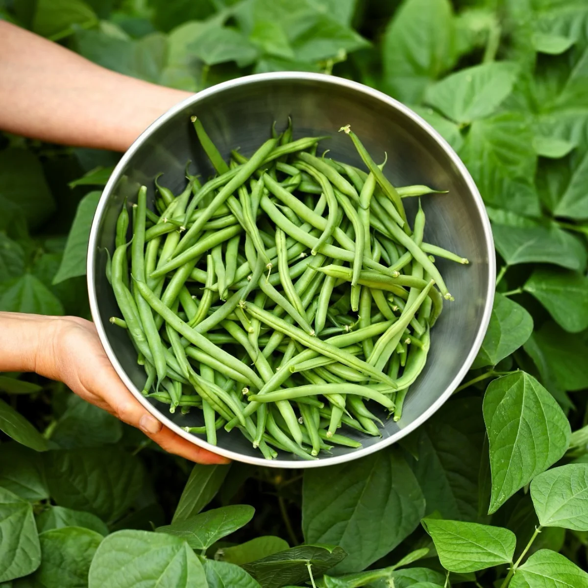 Sayur buncis di dalam baskom yang dipegang.