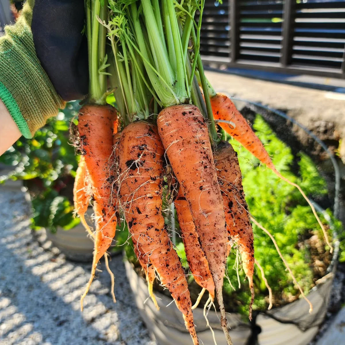 Wortel yang baru saja dipanen.