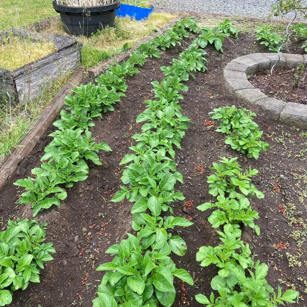 Tanaman kentang di halaman rumah.