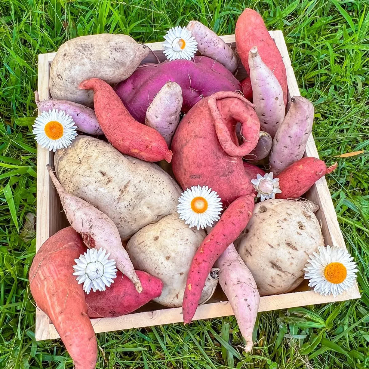 Ubi jalar warna putih, merah muda, dan ungu.