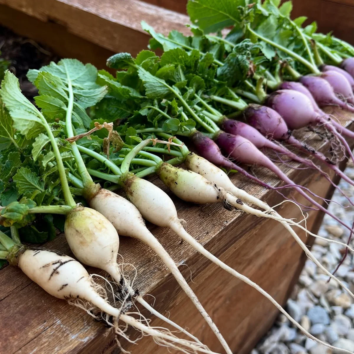 Lobak ungu dan lobak putih.