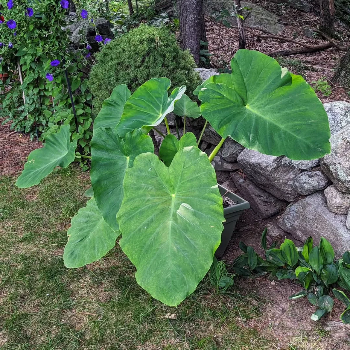 Tanaman talas dengan daun besar.