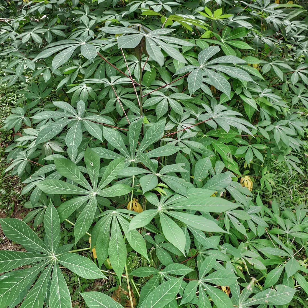 Tanaman singkong dengan daun yang rimbun.