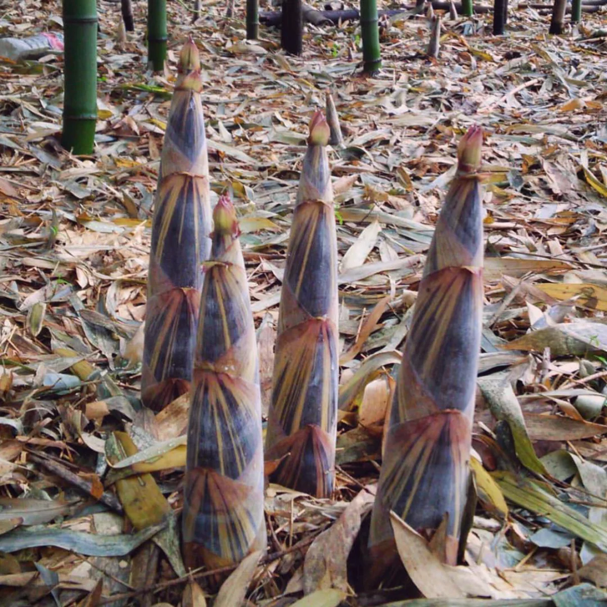 4 buah tanaman rebung.