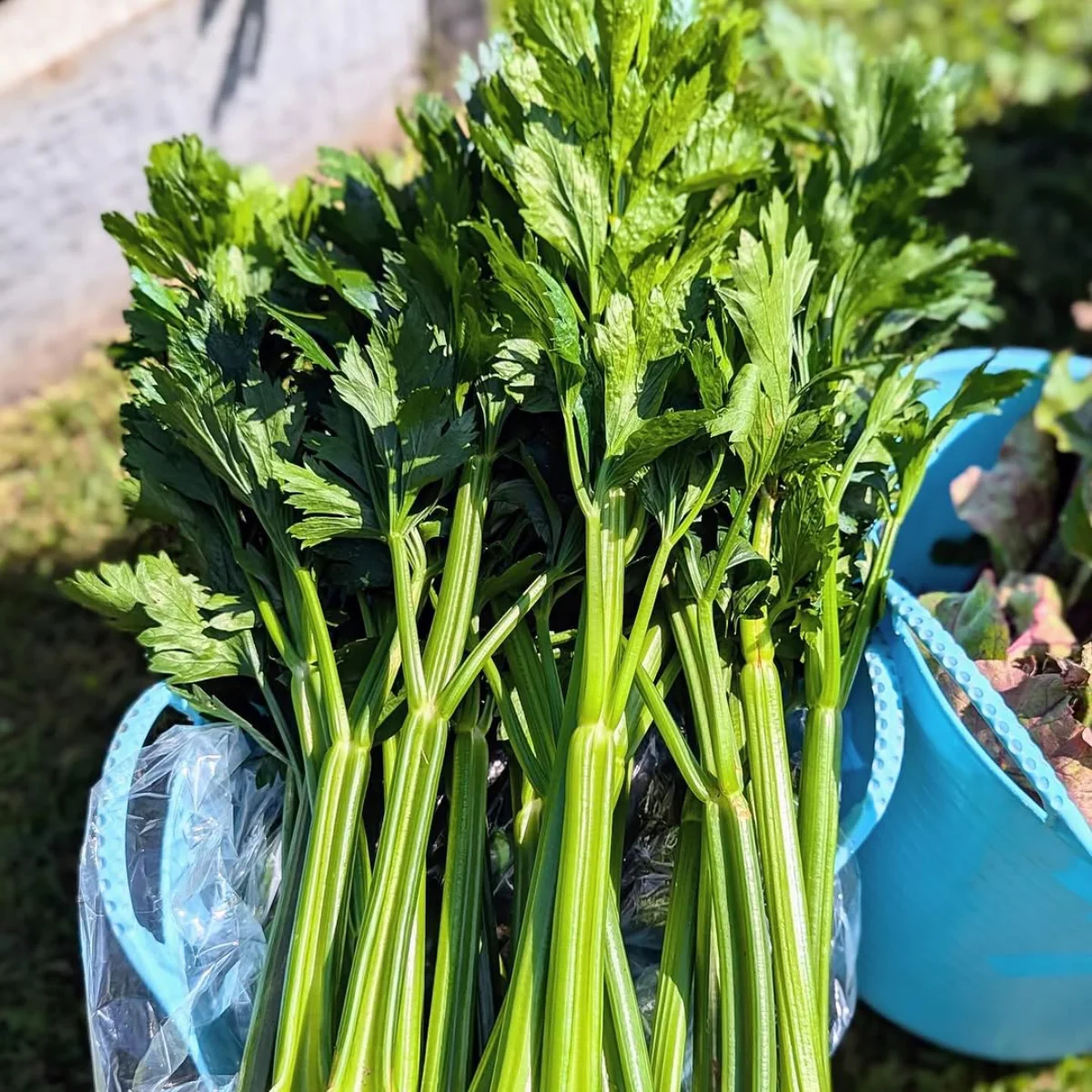 Sayuran seledri batang.