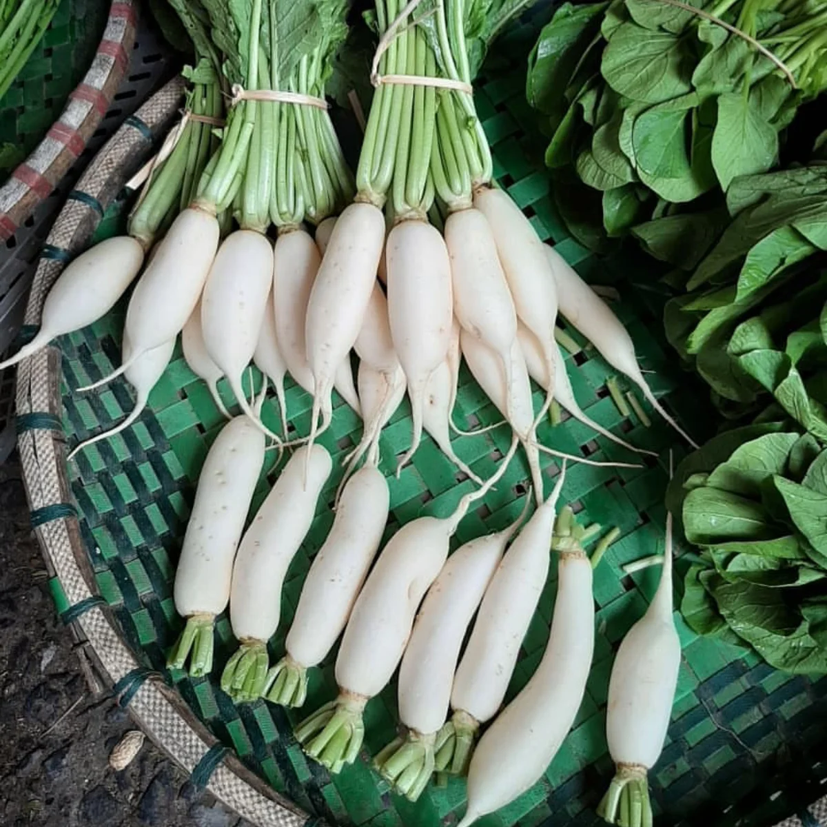 Sayuran lobak merah.