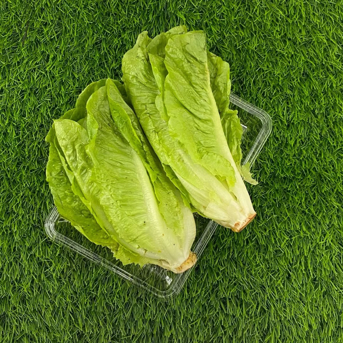 2 buah tanaman selada.