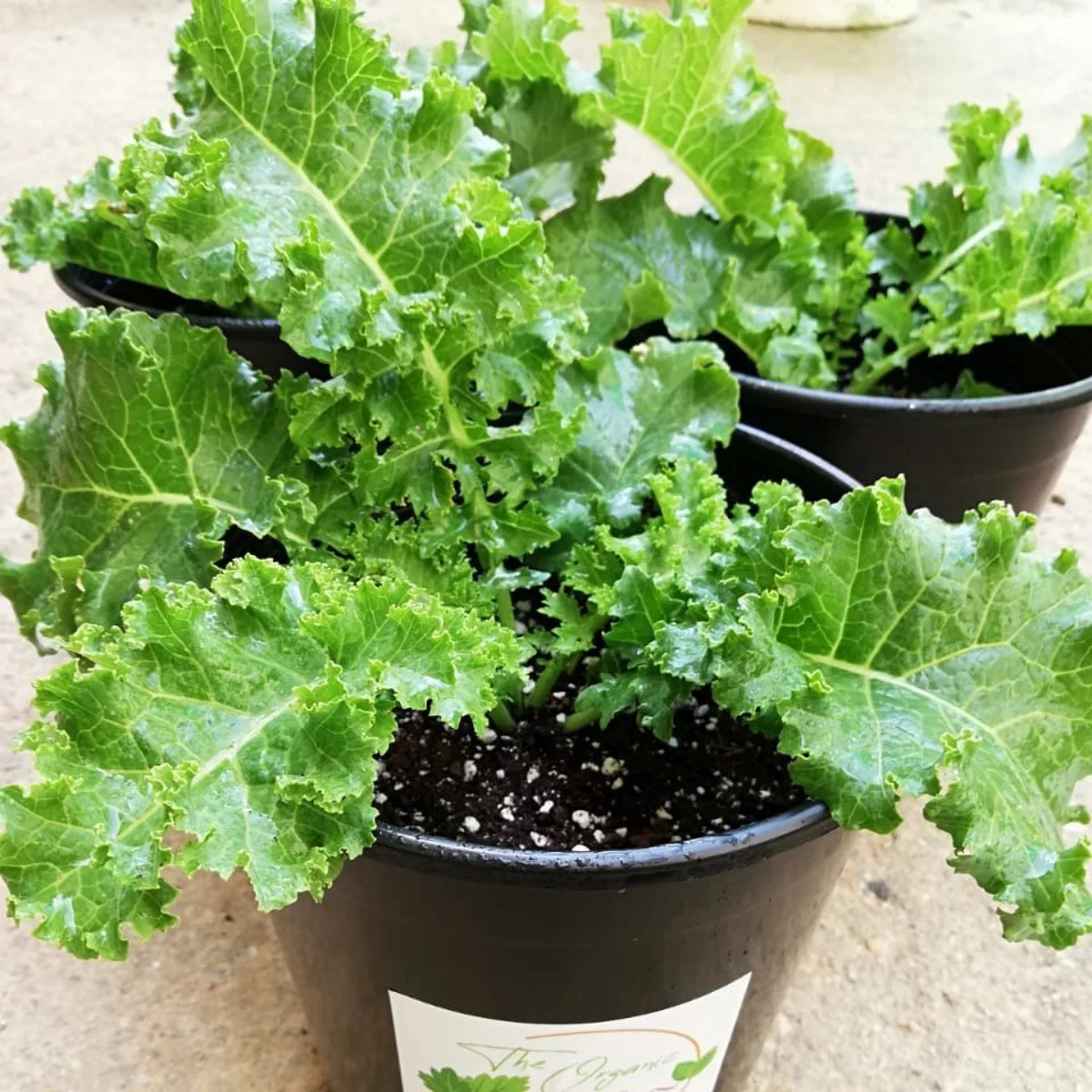 3 buah sayuran kale yang ditanam di pot hitam.