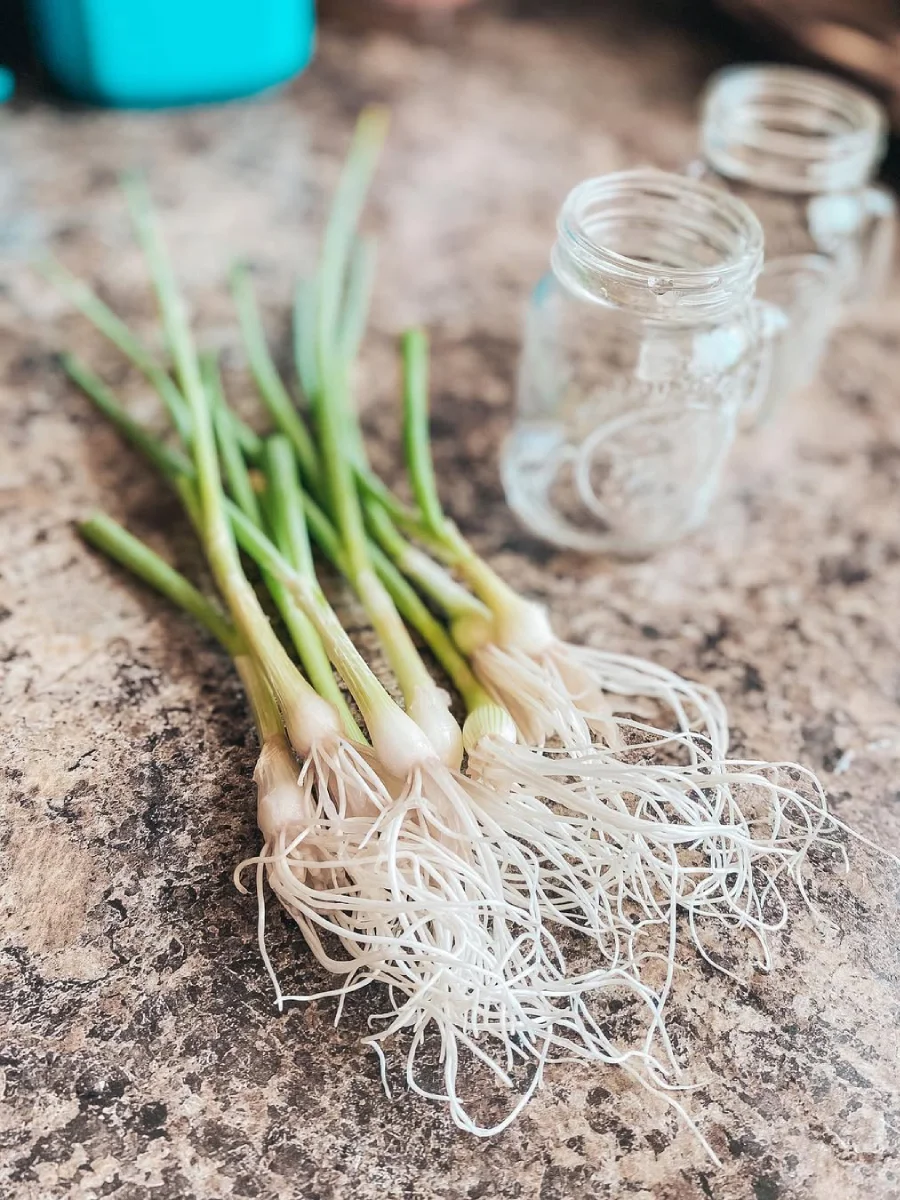 Daun bawang yang sudah dipanen di atas meja.