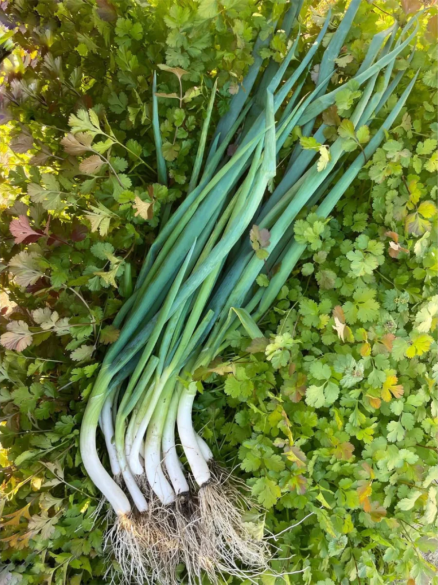 Daun bawang yang dipenen.