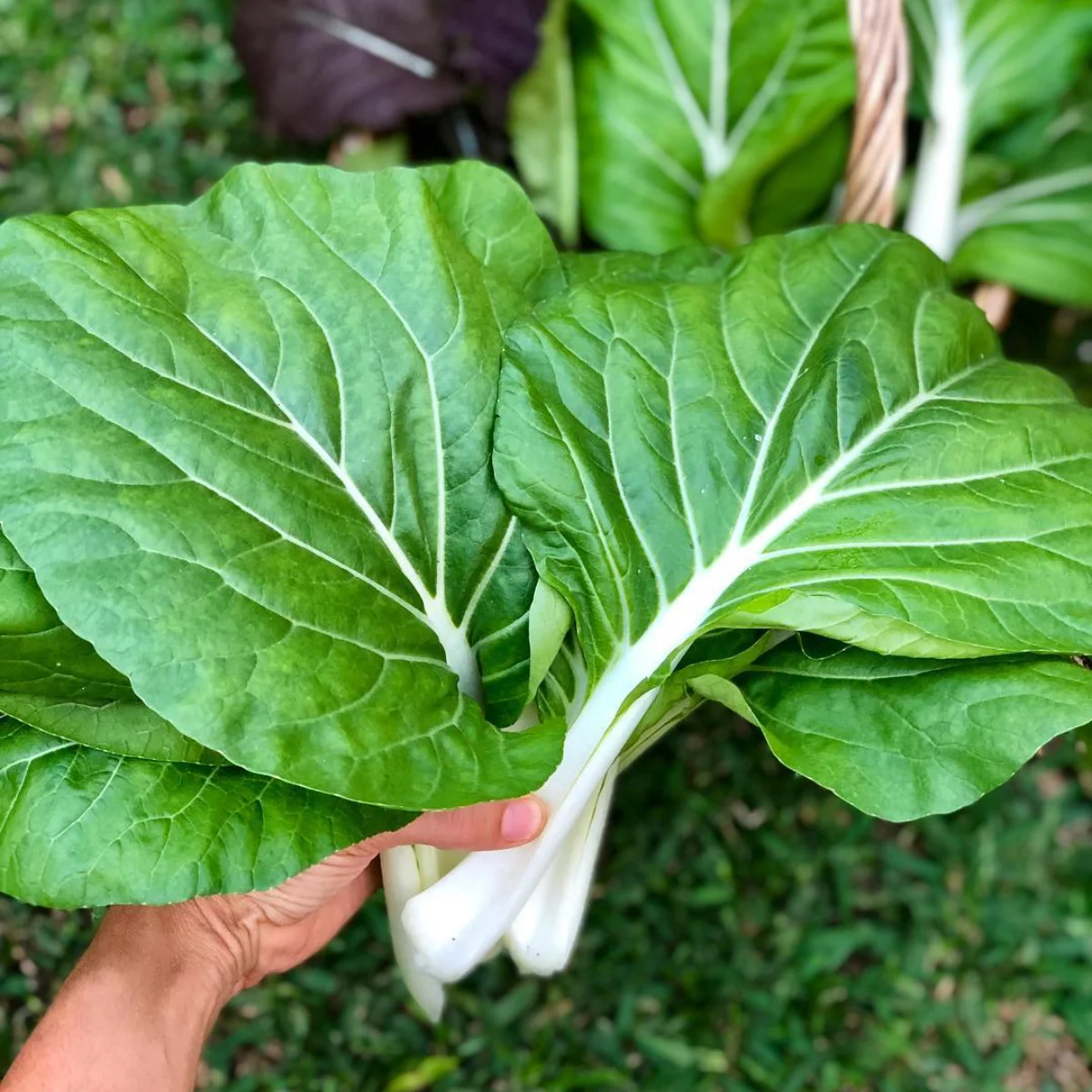 3 lembar daun sayuran pakcoy yang digenggam.